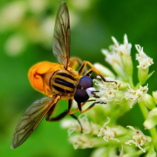 Belajar Fotografi Pemula Mempelajari Lebih Detail Tentang Fokus, Bokeh dan Depth of Field