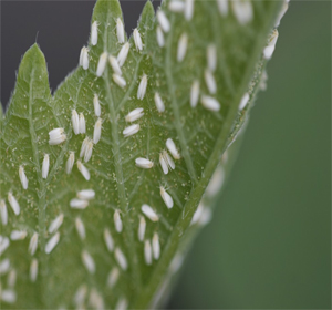 apa ordo whiteflies 